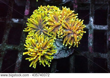 Golden Torch Coral Rare And Expensive - Euphyllia Glabrescens