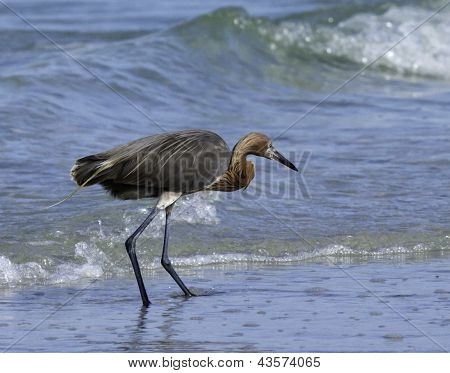 Reddish Egret