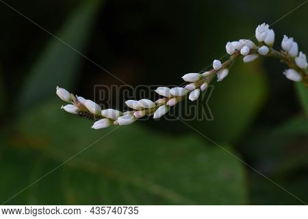 Persicaria Japonica Flowers. Polygonaceae Prennial Plants. The Flowering Season Is From August To Oc