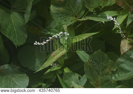 Persicaria Japonica Flowers. Polygonaceae Prennial Plants. The Flowering Season Is From August To Oc