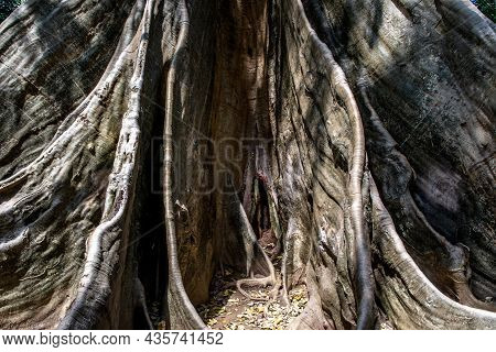 Details Of The Image Of The Largest And Highest Giant Tree  In Ban Sanam Of Uthai Thani Province, Th
