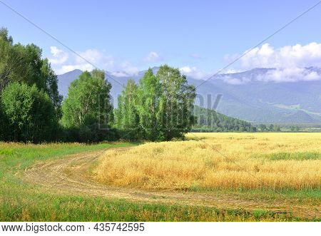 The Agricultural Field Sang On A Sunny Day Under A Blue Sky. Siberia, Russia