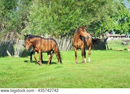 Pets Are Walking Through The Pasture On A Sunny Day. Altai, Siberia, Russia