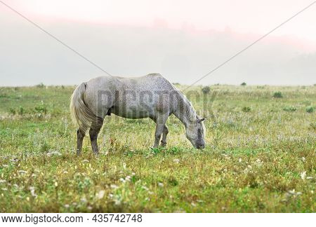 A Pet In The Morning Grass On A Blurry Background. Altai, Siberia, Russia
