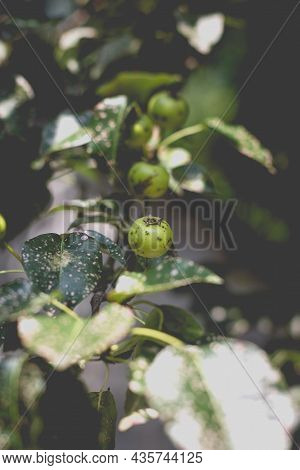 Wild Pear With Infected Leaves. Disease On The Leaves Of A Pear. Septoria Pear - Small Gray Spots Wi