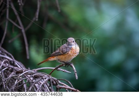 The Common Redstart Female, Phoenicurus Phoenicurus, Is Photographed In Close-up Sitting On A Branch