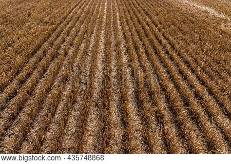 Stubble In The Field After Harvest. Cut Stalks Of Cereals In The Field. Slender Rows Of Grain Crops