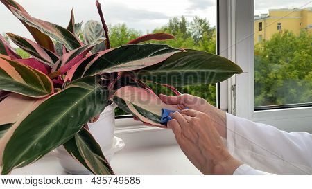 Hands Processing Potted Plant. Stromanthe Against Diseases, Crop Pests. Indoor Flowers, Bottles With