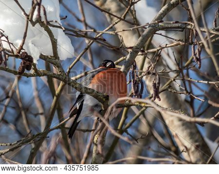 Male Of Eurasian Bullfinch (pyrrhula Pyrrhula) Sitting On Branches Of A Tree Surrounded With Snow Af