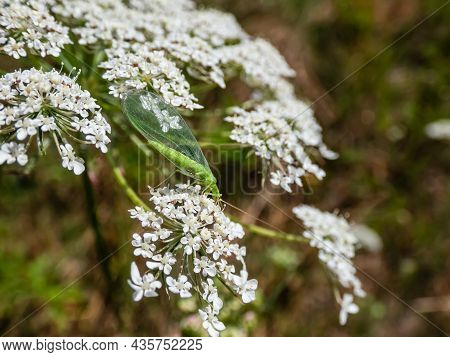 Macro Shot Of Small, Delicate Insect Green Lacewing (common Lacewing) Feeding On Pollen And Nectar O