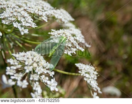 Macro Shot Of Small, Delicate Insect Green Lacewing (common Lacewing) Feeding On Pollen And Nectar O