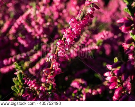 Macro Of Beautiful Reddish - Purple Flowers Of Calluna Vulgaris 'carmen' In Bright Sunlight In Autum