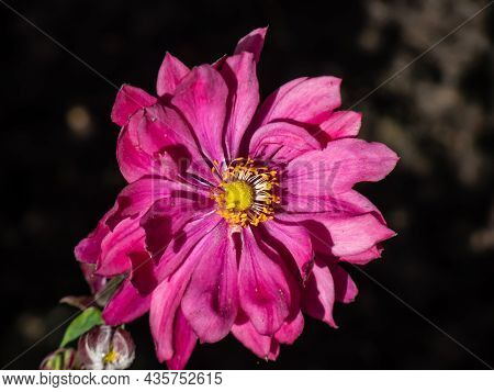 Beautiful And Attractive Shot Of Large, Semi-double, Rose Pink Flowers With Golden-yellow Stamens Of