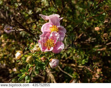 Pentaphylloides Fruticosa 'pink Queen' Is A Compact, Bushy, Rounded, Deciduous Shrub With Small, Bri