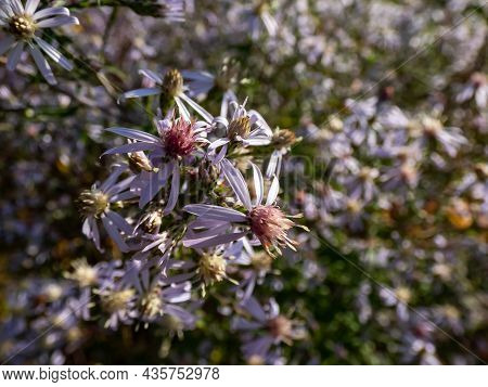 Close-up Shot Of Small Flowers Of Daisy-like Blue Wood Aster (aster Cordifolius Or Symphyotrichum Co