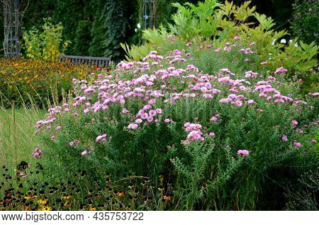 Perennial Beds With Ornamental Grasses And Pink Perennials. The Edge Of The Flowerbed Into Arches An