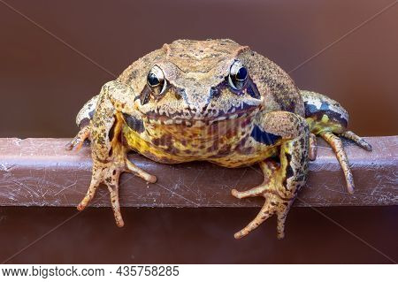 Portrait Of A Common Frog On A Bucket Edge