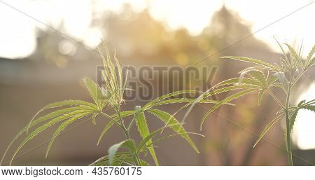 Green Marijuana Tree Cannabis Plant Narcotic Herbal In Greenhouse. Hemp Leaf Made Cannabis Crude Oil