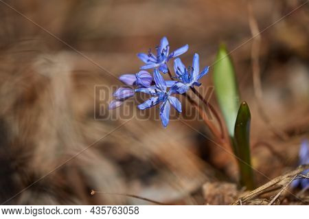 Scilla flowers native to the Bukk mountains in Hungary