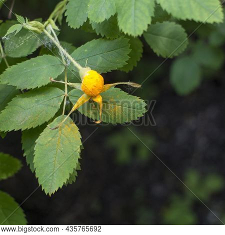 Rust Fungus On Rosa Canina Hips. High Quality Photo