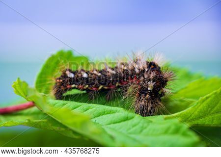 Grass Moth, Acronicta Rumicis Larvae, Caterpillar Climbing On Leaves. Macro Animal