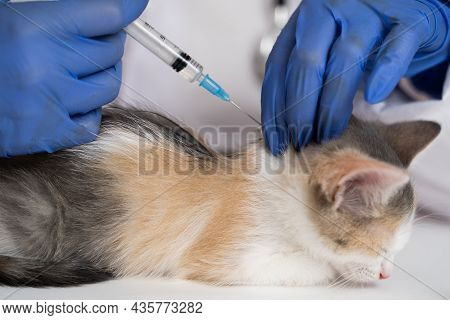 Doctors Hands Give A Vaccine To A Kitten With A Syringe. Compulsory Vaccination Of Animals Against R