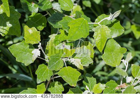 Fresh Sprouts Of The White Poplar, Or Silverleaf Poplar With Young Leaves, Fragment Close-up In Sele