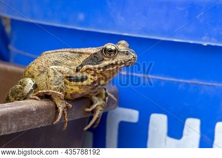 Portrait Of A Common Frog On A Bucket Edge
