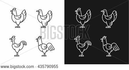Chicken Breeds Linear Icons Set For Dark And Light Mode. Brahma Hen. Transylvanian Chicken. Hen And 