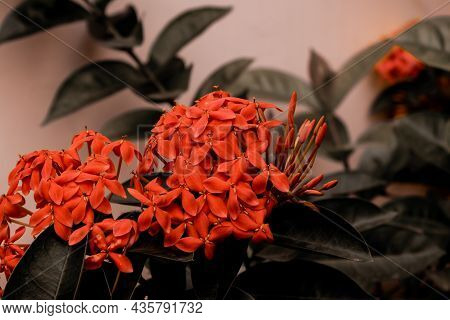 Beautiful View Of Ixora Coccinea Flowering Plant. Also Known As Jungle Geranium, Flame Of The Woods 