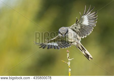 A Great Grey Shrike Approaching A Twig With Food