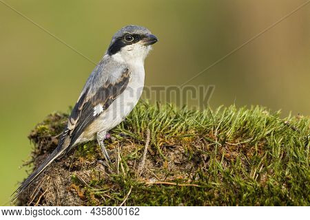 A Portrait Of A Great Grey Shrike