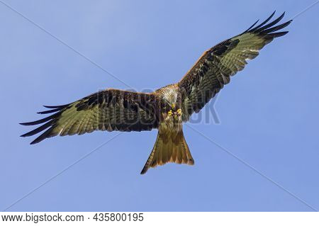 Red Kites Take Their Food From Their Claws Into Their Beak In Flight.