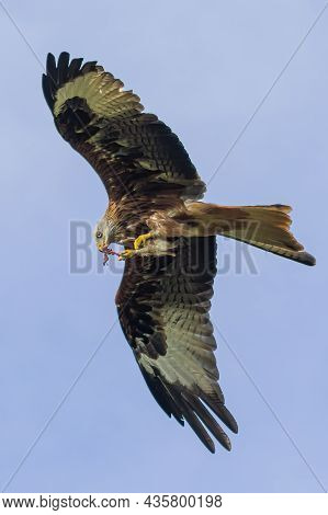 Red Kites Take Their Food From Their Claws Into Their Beak In Flight.