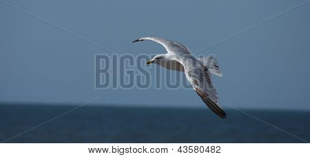 Mewa pospolita - Larus canus