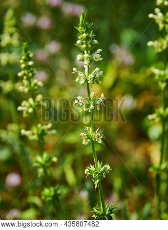 Stachys Recta Is Herbaceous Perennial Plant Of The Family Lamiaceae.