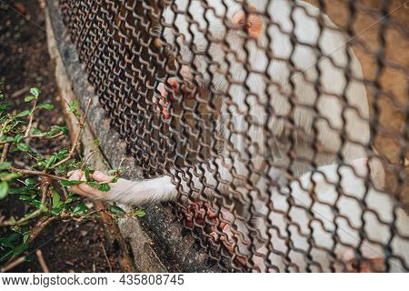 A Monkey Feeling Loneliness And Sadness Behind Jail. The Eyes Of A Monkey As A Result Of Being Place