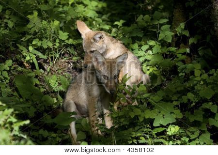 Cuccioli di Coyote seduto nel bosco