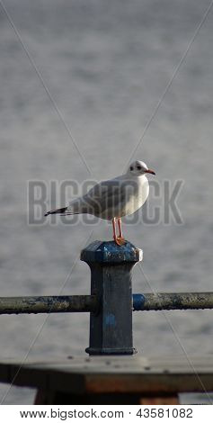 Mewa pospolita - Larus canus