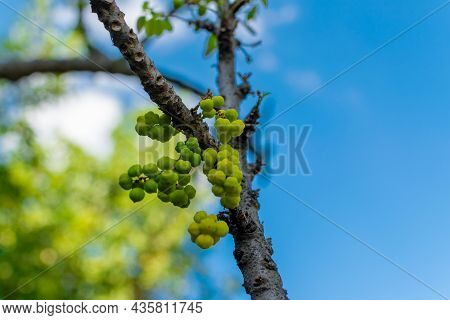 Phyllanthus Acidus Also Known As Star Gooseberry, Malay Gooseberry, Country Gooseberry Which Bears S