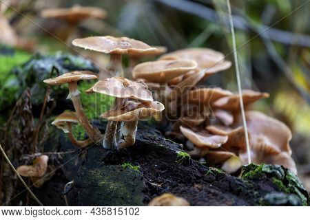The Autumn Wood-destroying Fungi In The Park