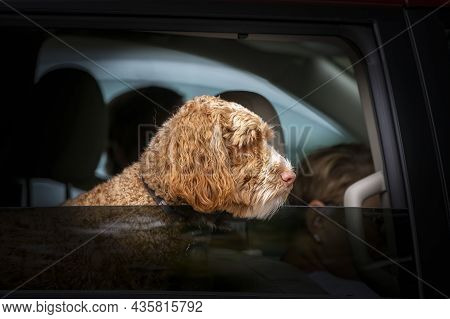 Manitowoc, Wi Usa 10-09-2021:
Dog Peeking Out Of The Car