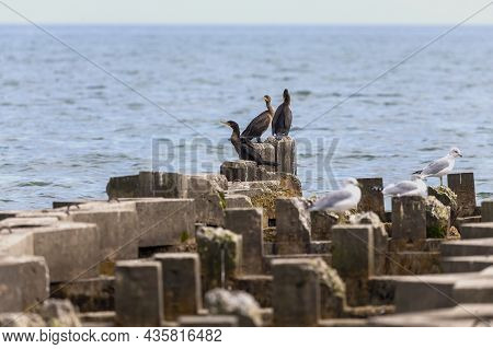 The Double-crested Cormorant (nannopterum Auritum) On The Shores Of Lake Michigan