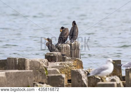 The Double-crested Cormorant (nannopterum Auritum) On The Shores Of Lake Michigan