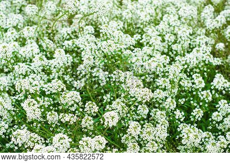 Loburyaria Marine, Garden, Lawn Small-flowered Plant With  Honey Smell. Annual Undersized Bushy Flow