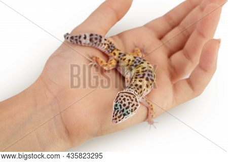 Leopard Gecko Or Eublepharis Macularius On The Hand Isolated On White Background With Clipping Path 