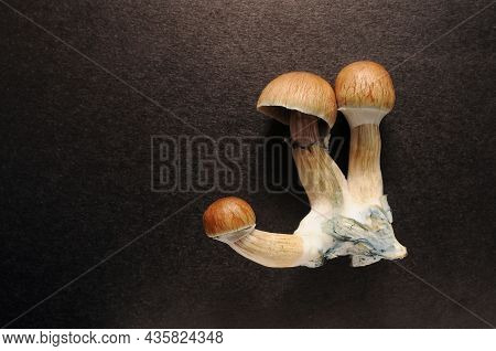 Psychedelic Psilocybin Mushrooms Golden Teacher, Top View, Close-up. Psilocybe Cubensis Raw Mushroom