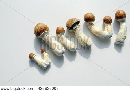Psilocybe Cubensis Raw Mushrooms Isolated On White Background. Psilocybin Psychedelic Magic Mushroom