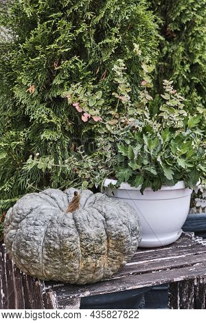 Autumn Composition With Green Marina Di Chioggia Pumpkin And Plant In Pot On Old Wooden Box Over Tuy