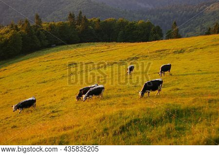 Herd Of Cattle Grazing On A Pasture In High Mountains.summer Rural View Of The Cows In The Paddock.b